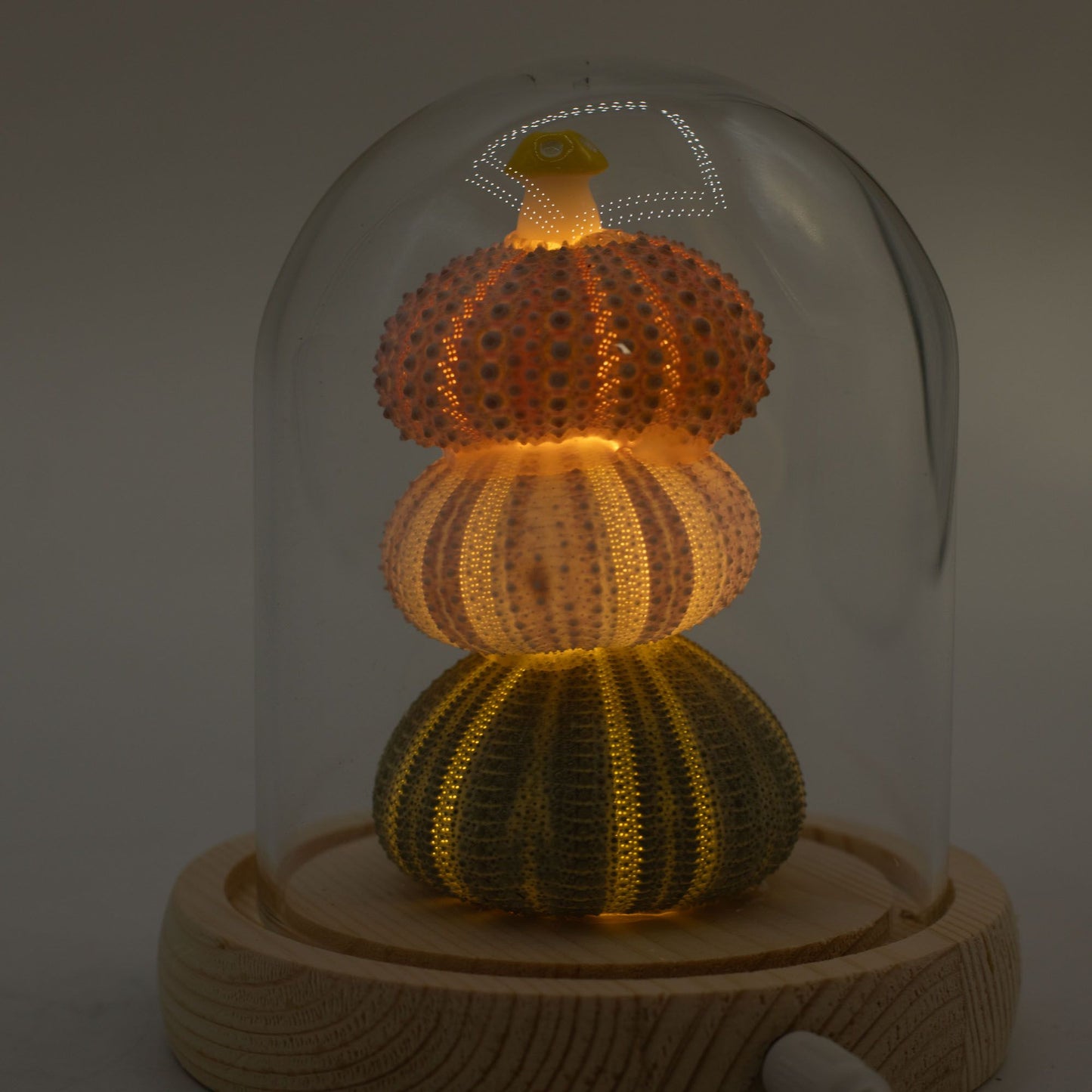 Floral Glow Garden Dome - 3 Sea Urchins