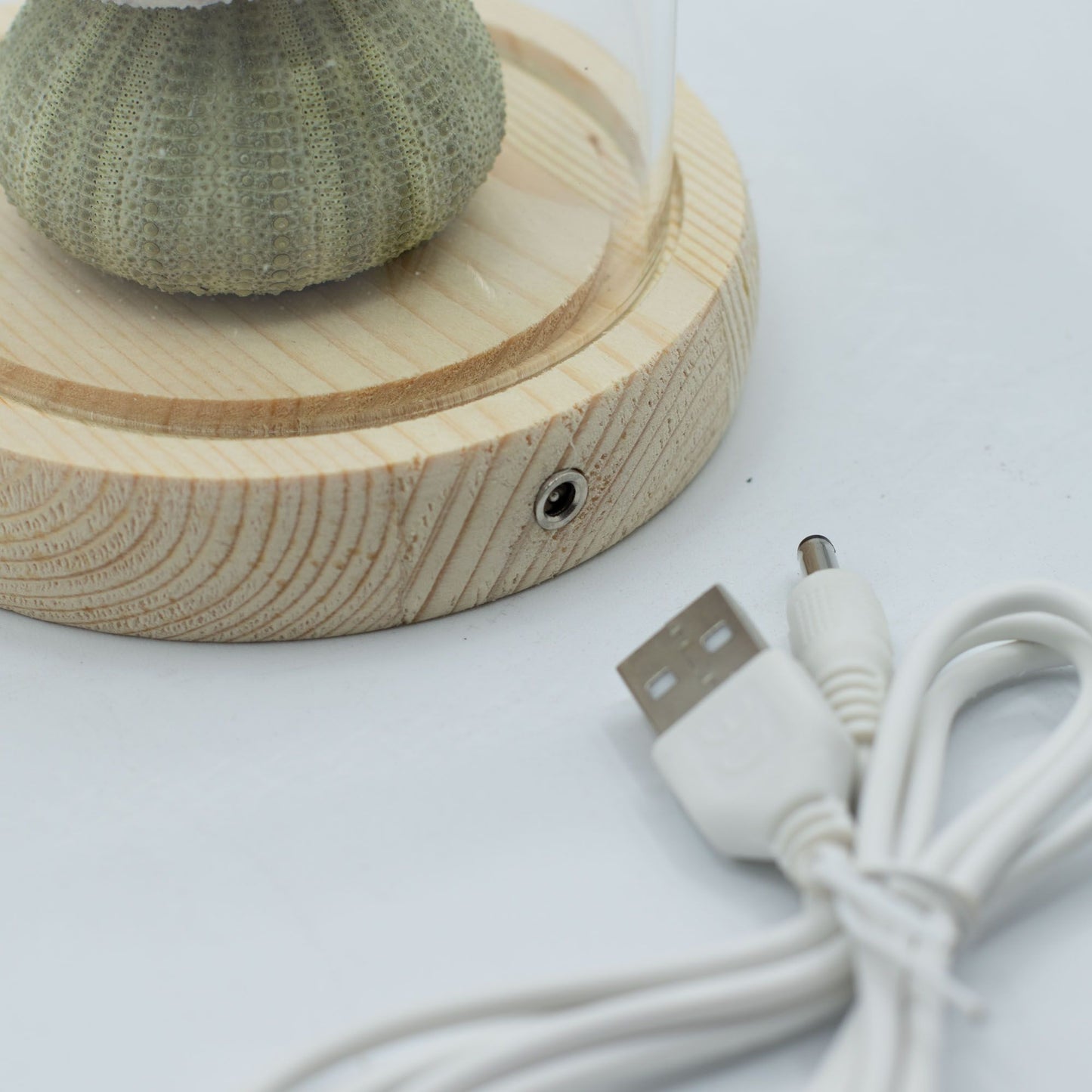 Floral Glow Garden Dome - 3 Sea Urchins